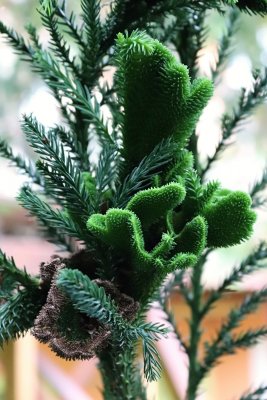Cryptomeria japonica 'Cristata' - kryptomerie japonská - nové větévky 3